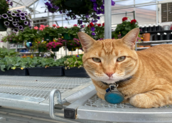 pets mart cats
