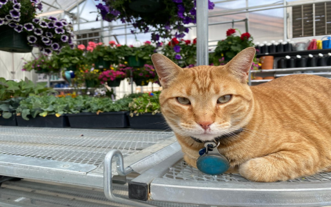 pets mart cats