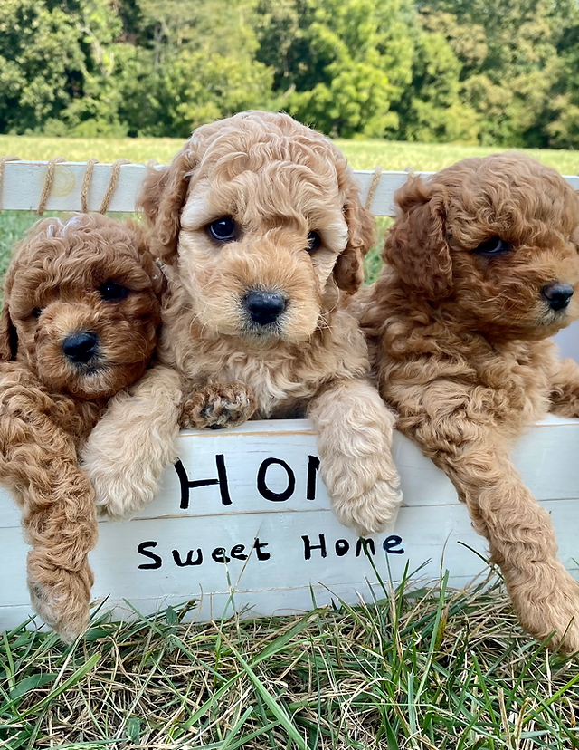 goldendoodle puppies kentucky