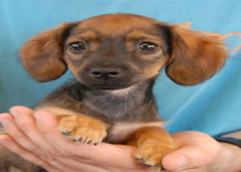 spca puppies near me