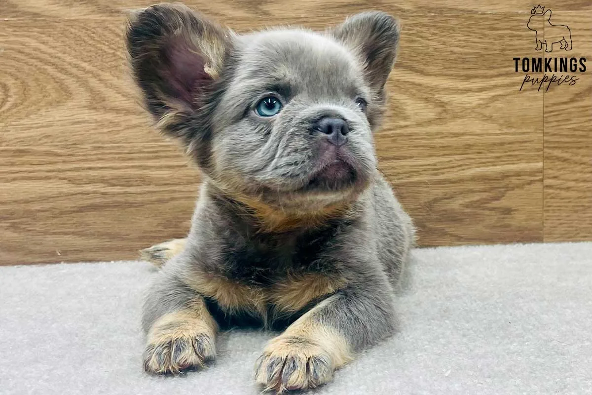 french bulldog puppies for sale in indiana