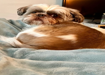 bichon rescue of orange county