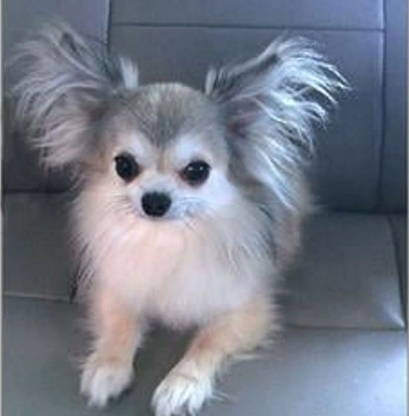 fluffy chihuahua for sale