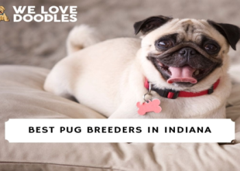 pug puppies for sale indianapolis