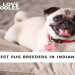pug puppies for sale indianapolis