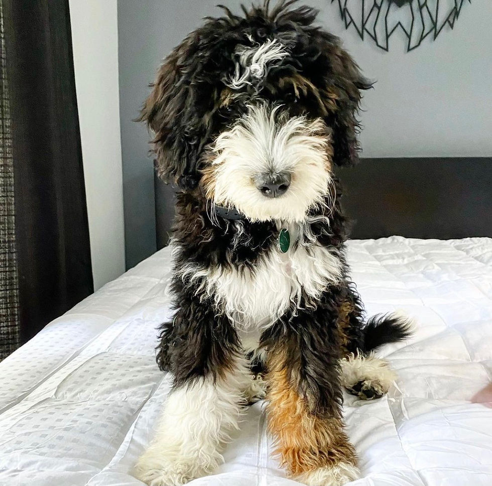 bernedoodle ohio breeders
