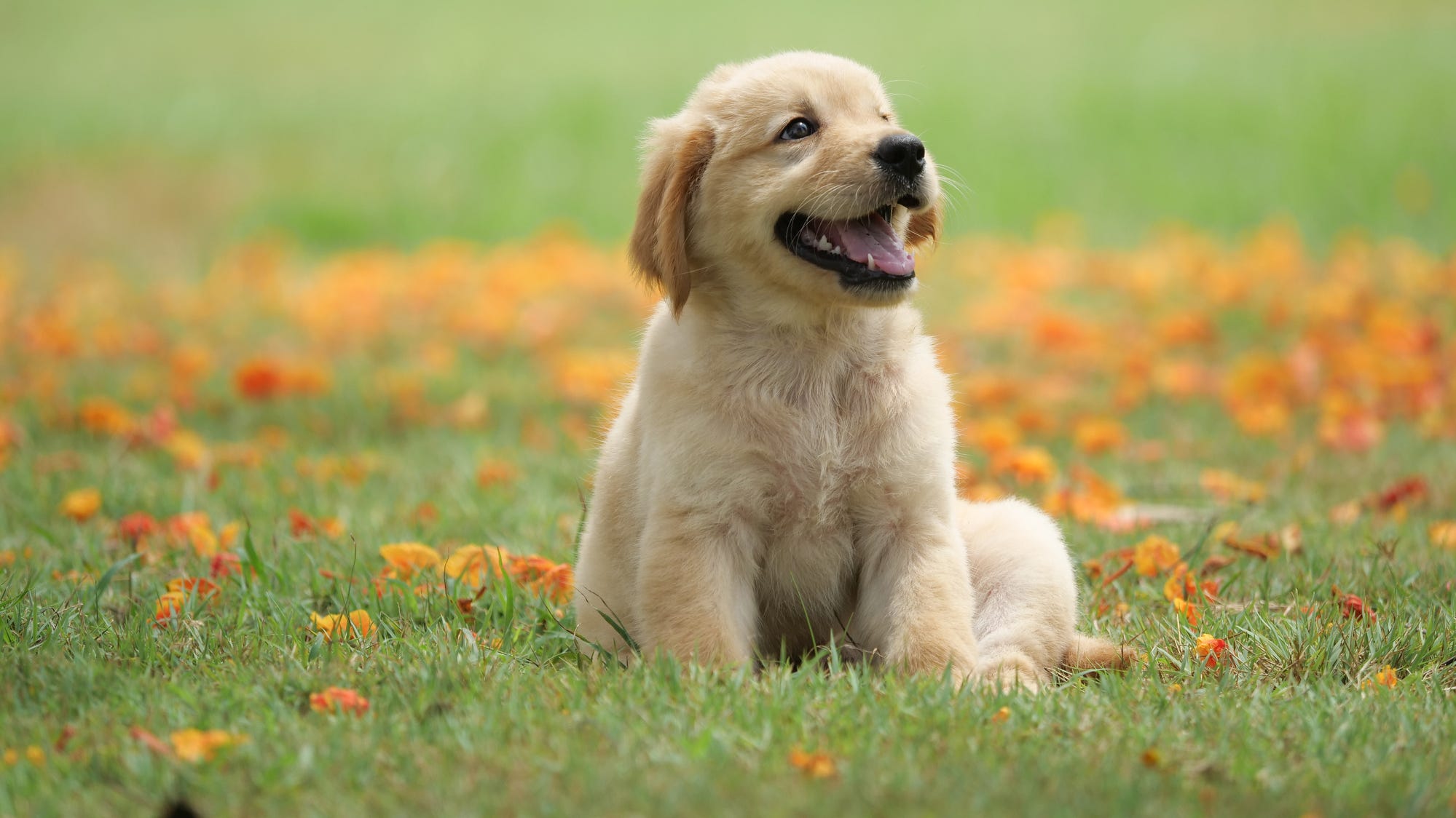 cute puppy