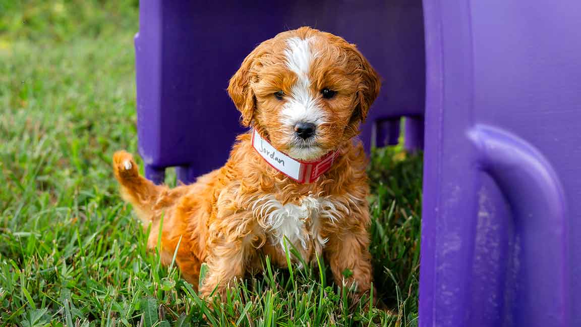 best goldendoodle breeders