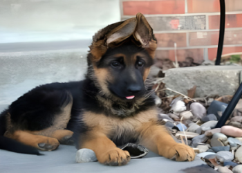 perros en venta near me