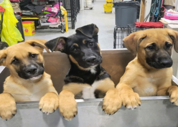 free to a good home dogs