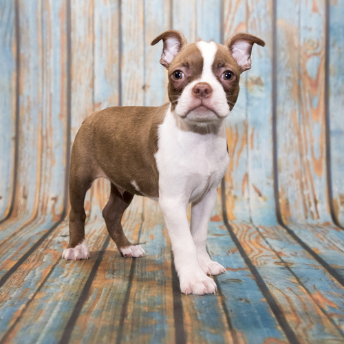 boston terrier puppies for sale near me under $300