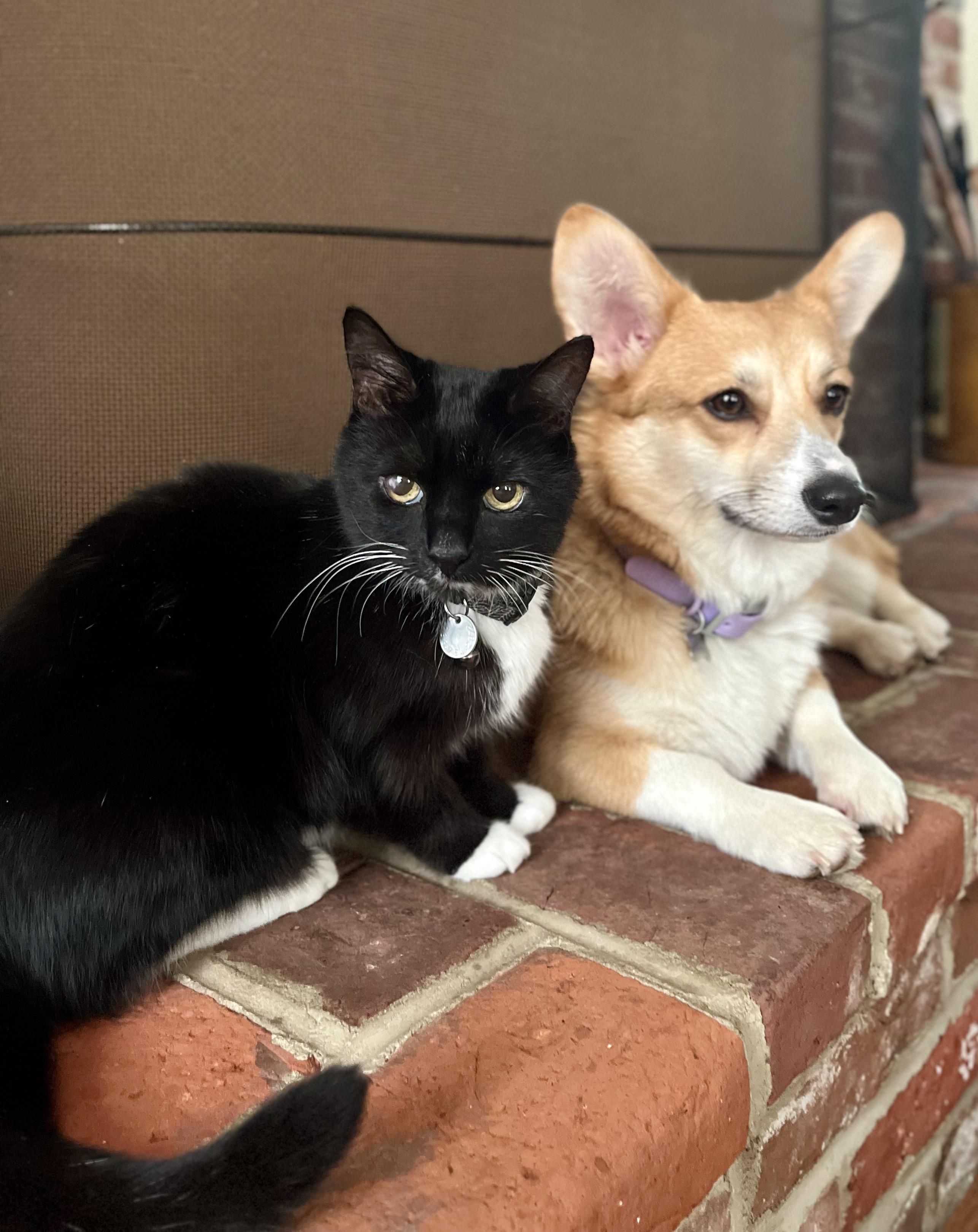 corgi and cats