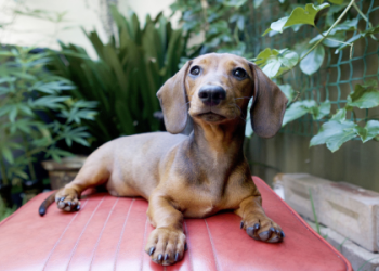 dog breed search engine