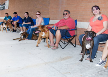 boxer rescue new mexico