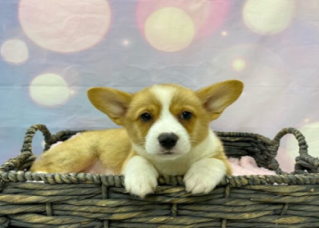 corgi puppies florida