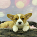 corgi puppies florida
