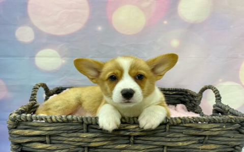 corgi puppies florida