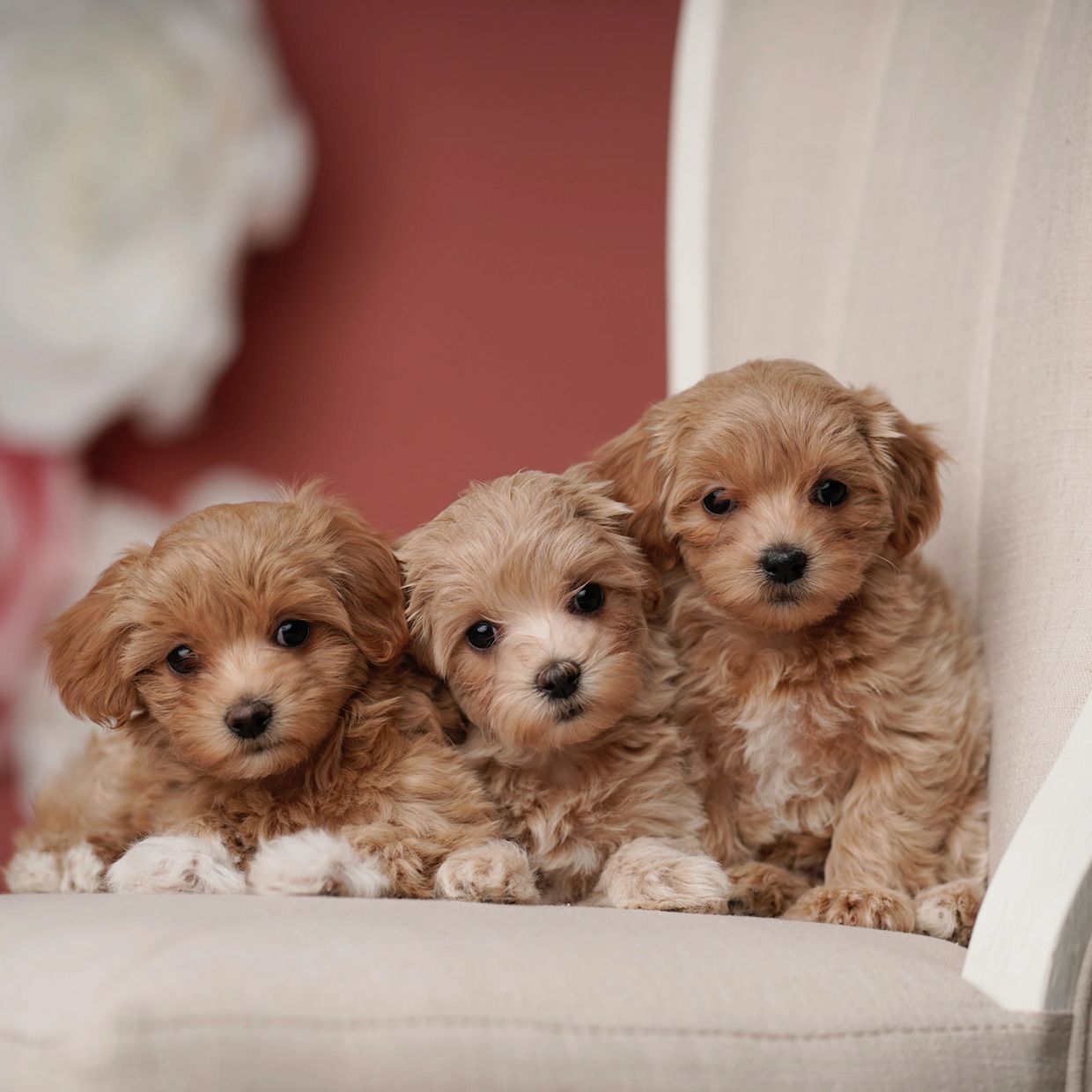 maltipoo north carolina