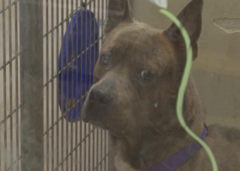 high kill dog shelters near me