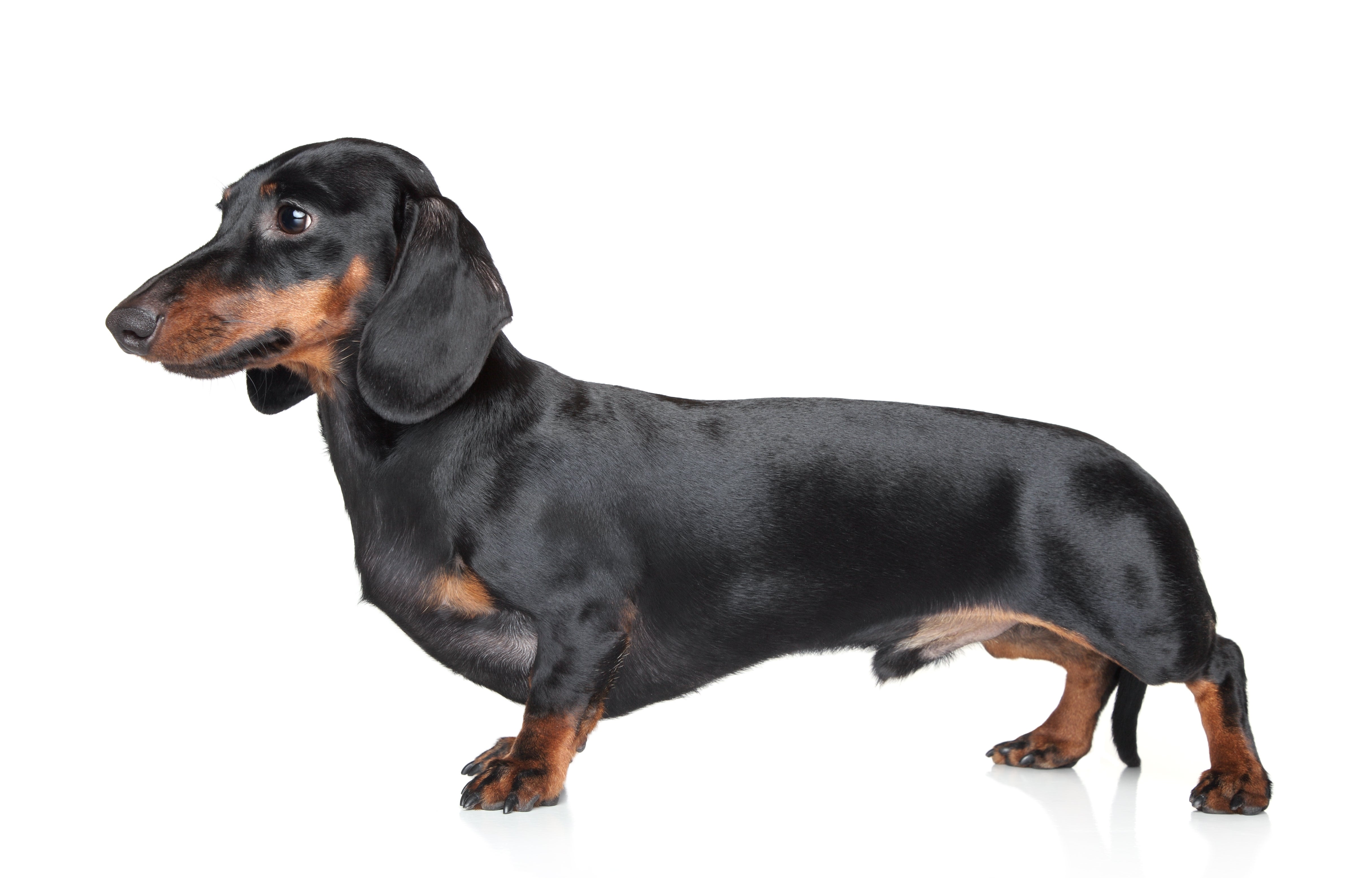 petfinder mini dachshund