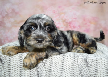 cockapoo puppies for sale florida