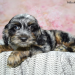 cockapoo puppies for sale florida