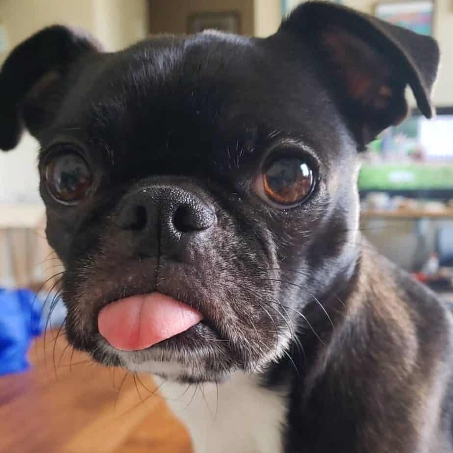 pug and boston terrier mix