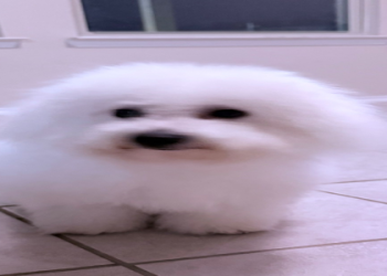 bichon dogs for sale