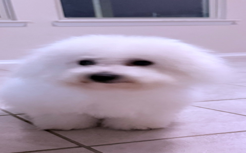 bichon dogs for sale