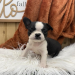 boston terrier puppy for sale near me