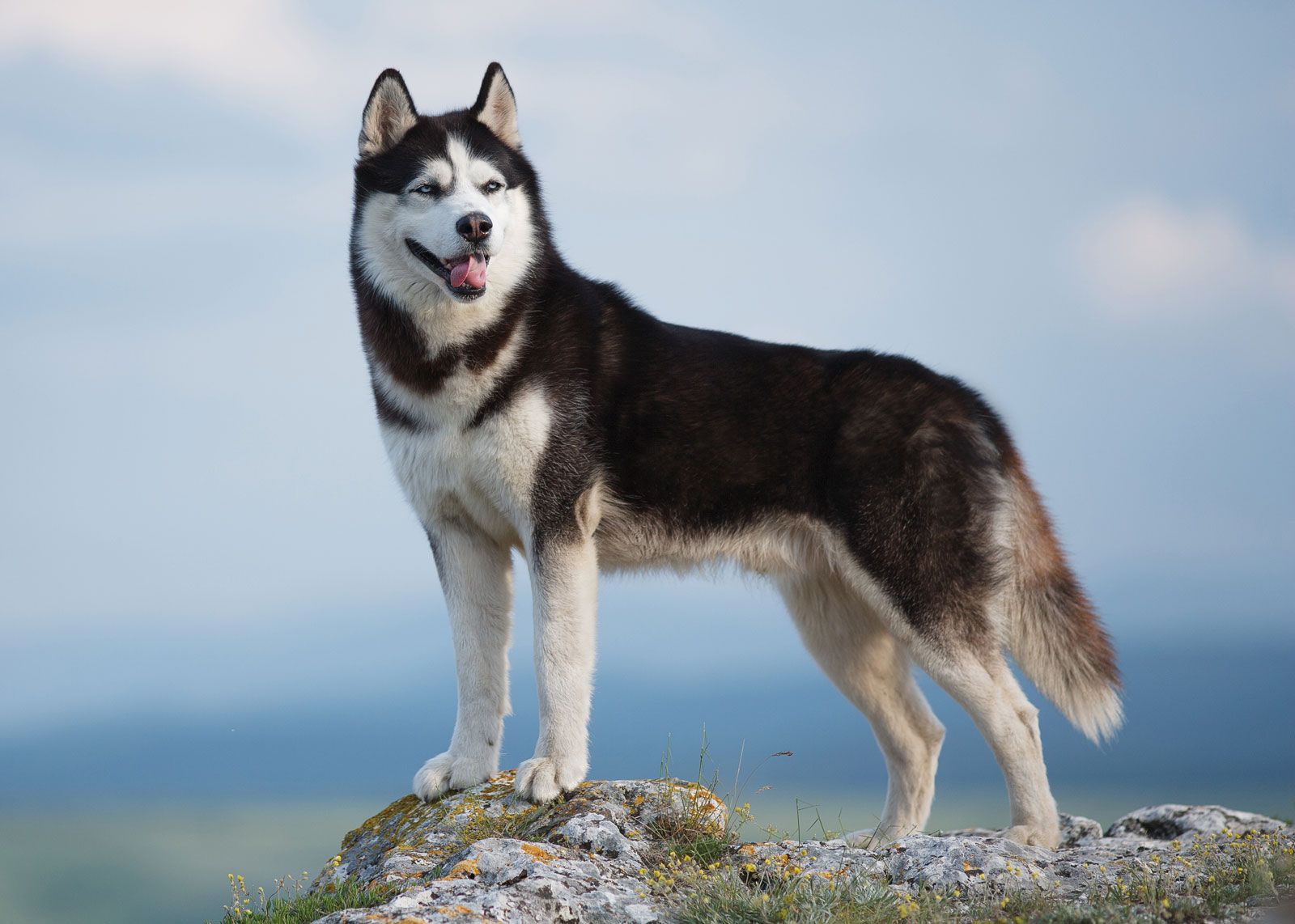 husky purebred