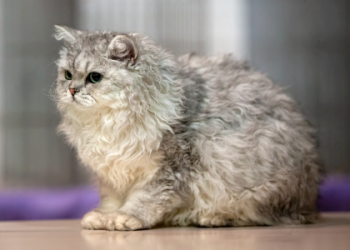 cat breed that looks grumpy