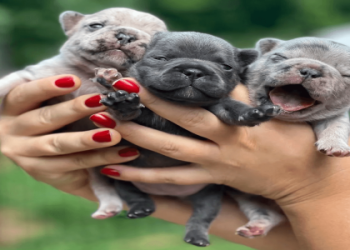 french bulldogs for adoption near me