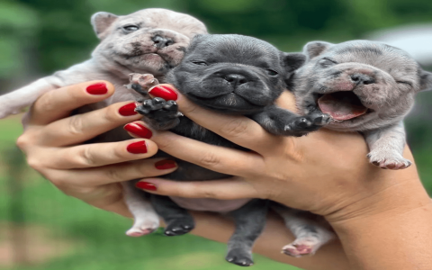 french bulldogs for adoption near me