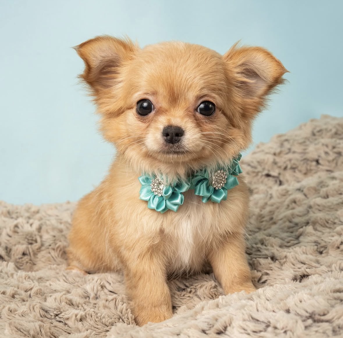 chihuahua breeders nj