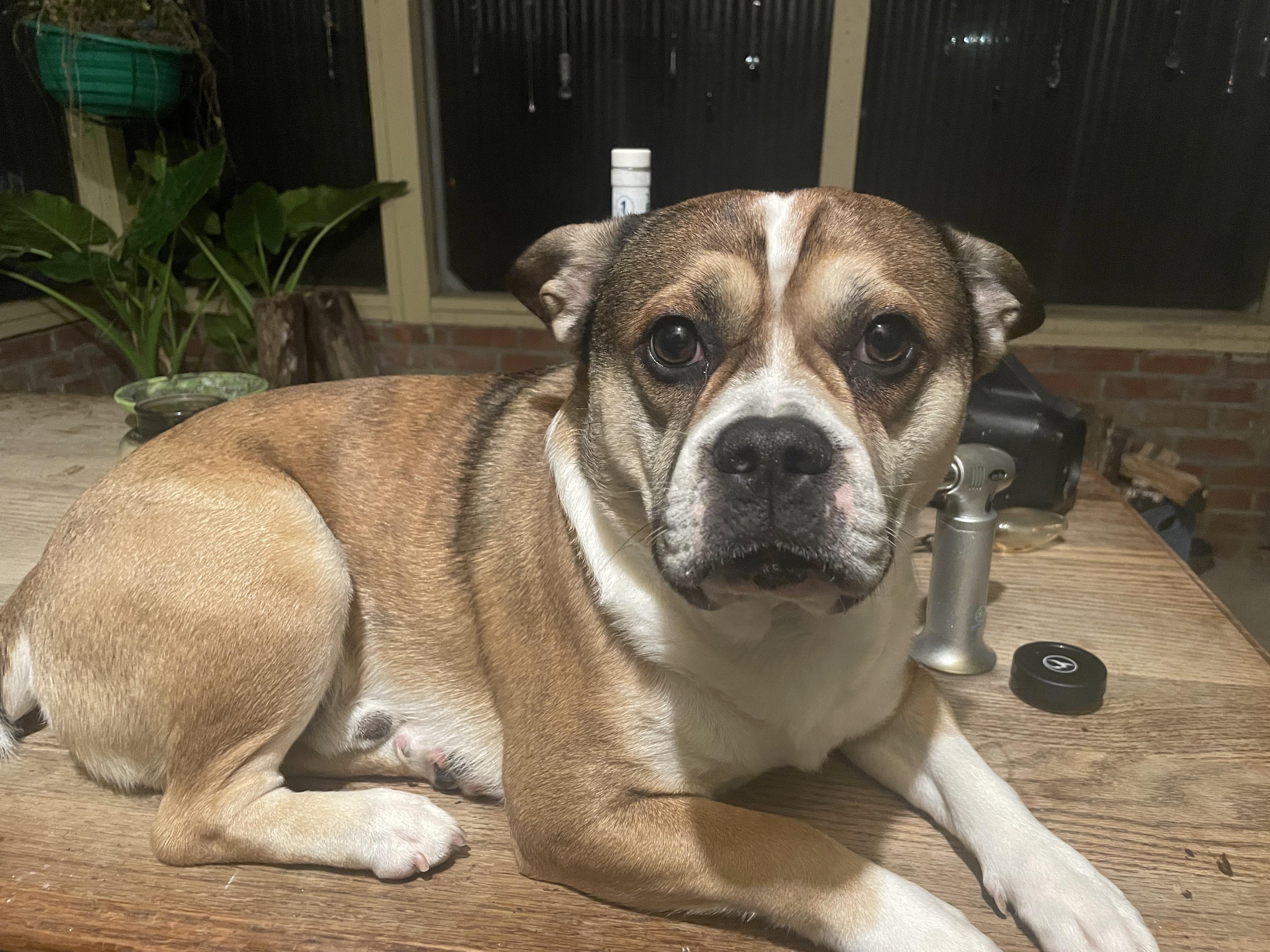 french bulldog aussie mix