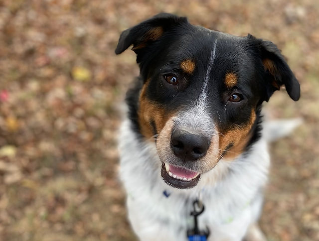 rescue dogs naperville