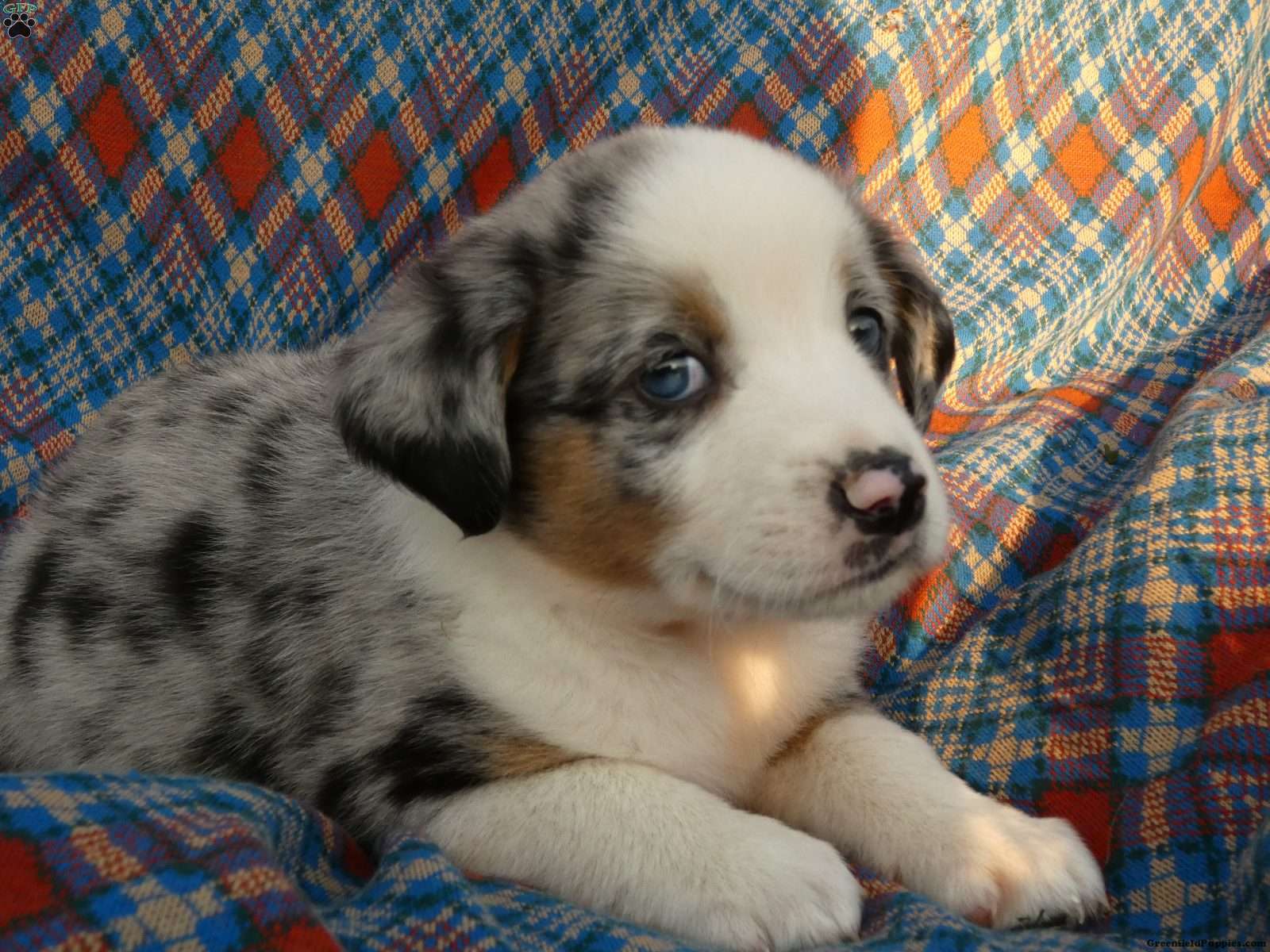 labrador australian shepherd mix puppies for sale