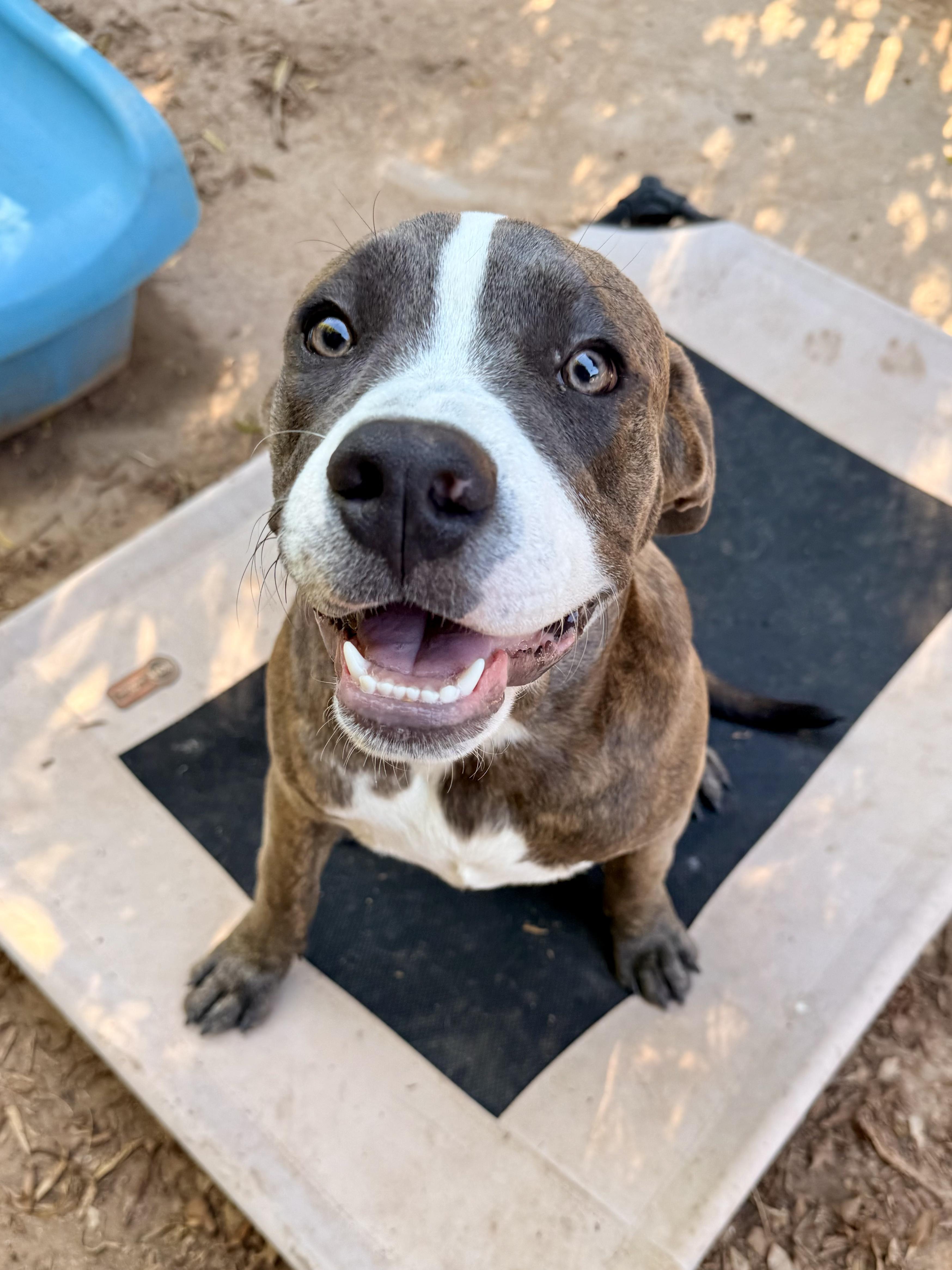 petfinder peoria