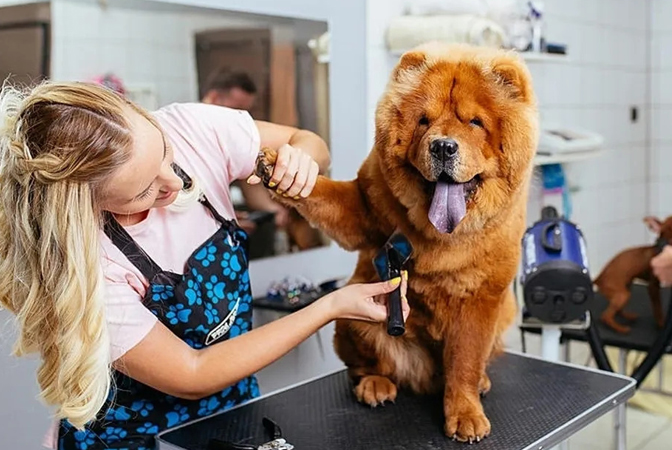 best friend dog grooming