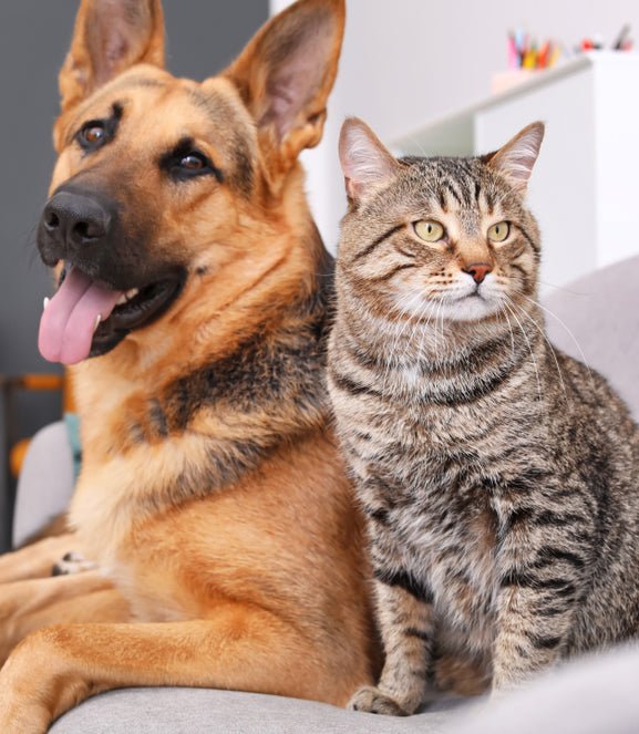 a dog and cat