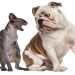 english bulldogs and cats
