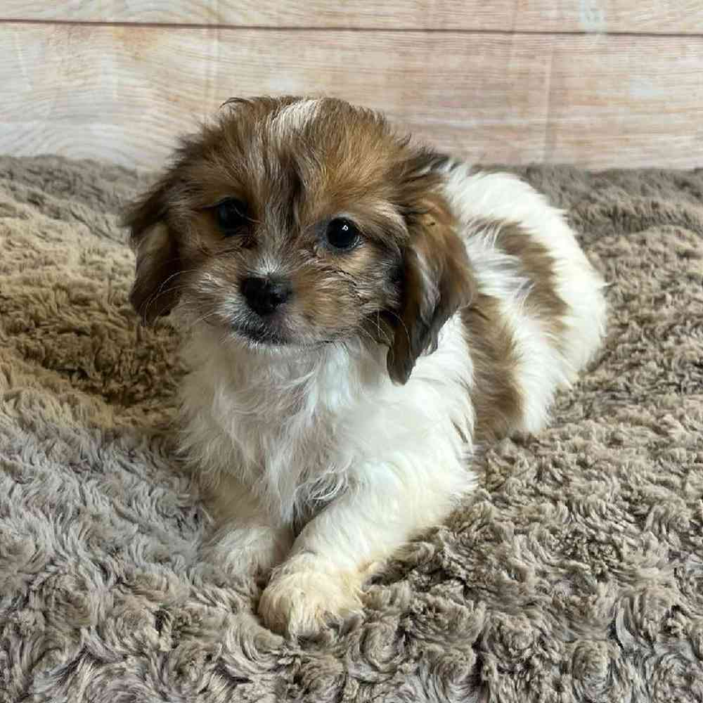dachshund shih tzu mix for sale