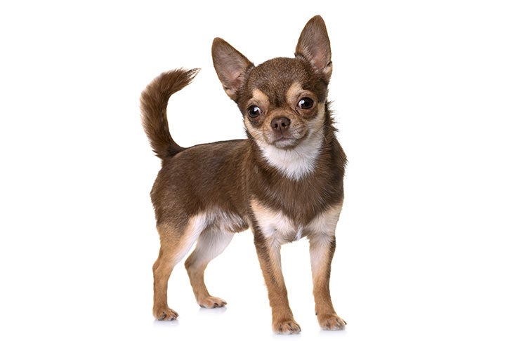 purebred chihuahua