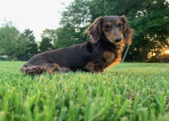 dachshunds for sale in georgia