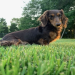 dachshunds for sale in georgia