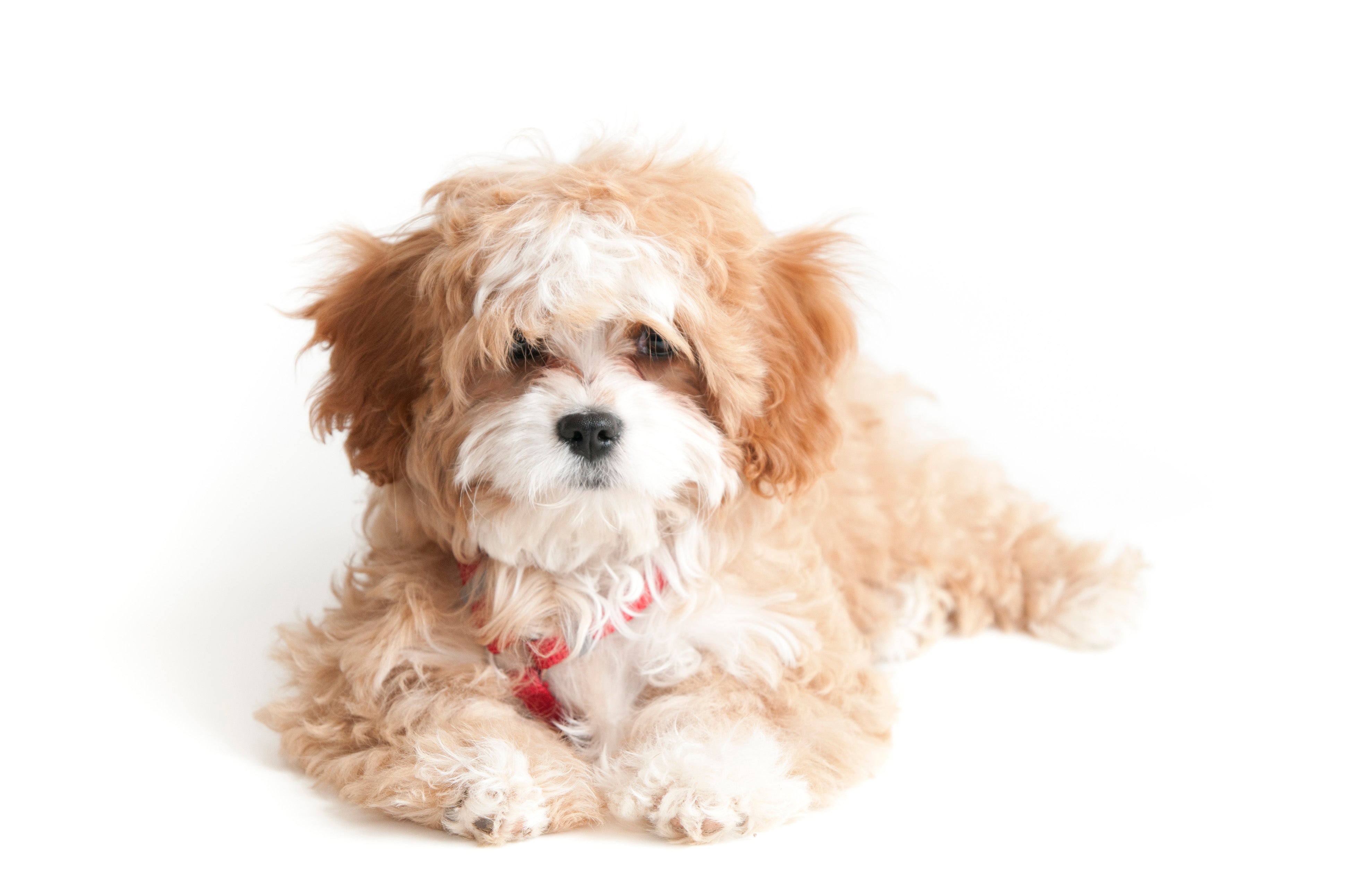 petfinder cavapoo