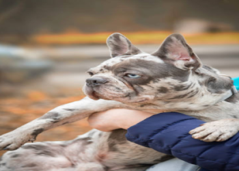 french bulldog brindle