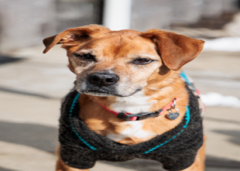 service dogs for adoption near me