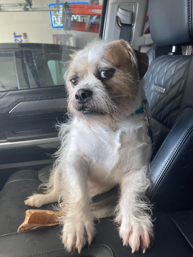 english bulldog shih tzu mix puppies for sale